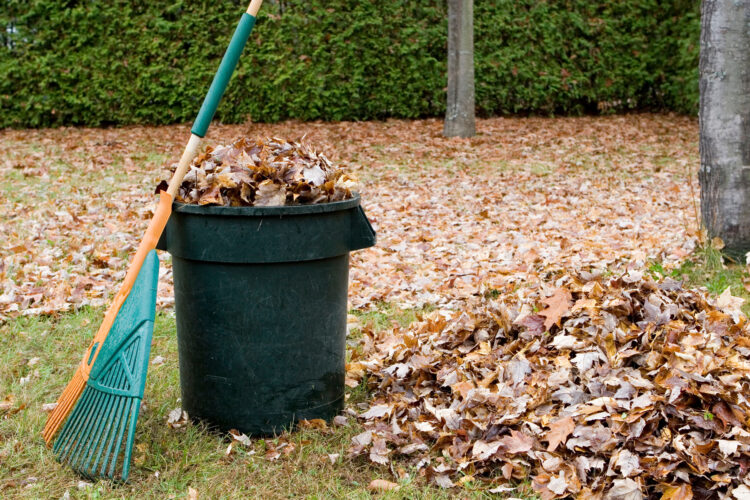 Cost-Effective Mulching With Leaves Image